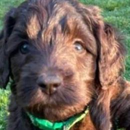 Girl 5 - Labradoodle puppy in Statesville, North Carolina from Labradoodles of the Foothills