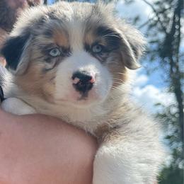 Ahri (long tail) - Blue merle female Australian Shepherd puppy in Jacksonville, Florida from Solace Australian Shepherds