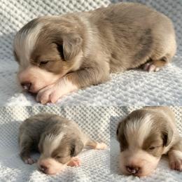 Minimal blue Merle male - Blue merle male Miniature Australian Shepherd puppy in Brooker, Florida from Honey, I Shrunk the Aussies