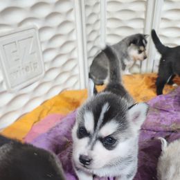 Siberian Husky Puppies from Spirit of the Moon Siberians