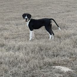 Maggie - Great Dane