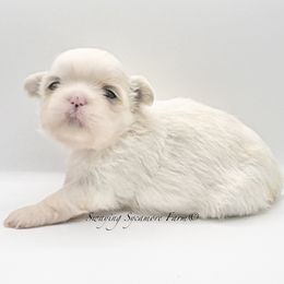 White and Gold Female - Yellow - Gold and white female Shih Tzu puppy in Crawfordsville, Indiana from Swaying Sycamore Farm