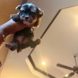 Girl 4 - Black and tan female Yorkshire Terrier puppy in Mobile, Alabama from Ace of Spades Yorkies
