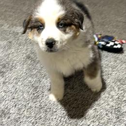 Hoss - Blue merle male Australian Shepherd puppy in Vail, Iowa from Homegrown Huskies