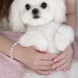 Minka - Maltese