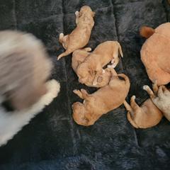 1 boy 3 girls - Apricot male Goldendoodle puppy in Kentucky from Karen's Micro Mini Goldendoodles