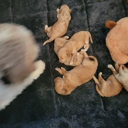 1 boy 3 girls - Apricot male Goldendoodle puppy in Kentucky from Karen's Micro Mini Goldendoodles