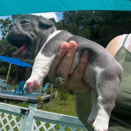 Girl 4 Green - French Bulldog puppy from I Heart Country Frenchies
