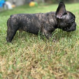 Black and Tan Coonhound and French Bulldog Puppies from Kalan Kennel
