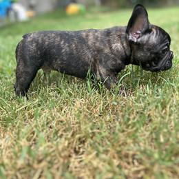 Black and Tan Coonhound and French Bulldog Puppies from Kalan Kennel