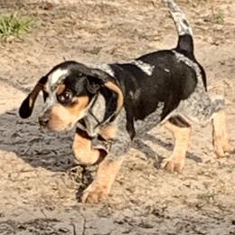 Beagle Puppies from Southern Skye Farm
