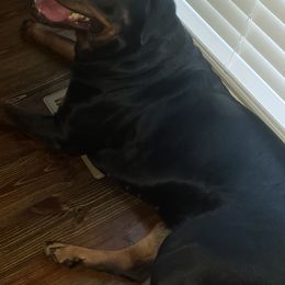 Rottweiler Puppies from Baldwin Rottweilers