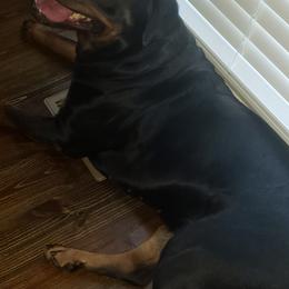 Rottweiler Puppies from Baldwin Rottweilers