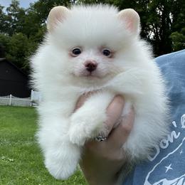 AKC GHOST 2000 - Cream parti male Pomeranian puppy in Watkins Glen, New York from Wicked Spirits Pomeranians