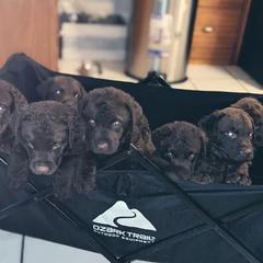 Chesapeake Bay Retriever Puppies from Elizabeth Robinson's Chesapeake Bay Retrievers