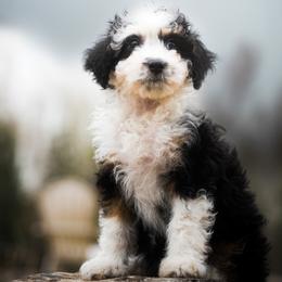 Malibu - Black tri-color female Aussiedoodle puppy in Hamilton, Montana from North Lake Aussies