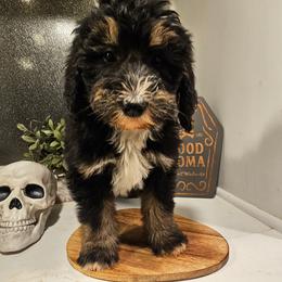 Dark Blue - Tri-color male Bernedoodle puppy in Shelby, North Carolina from Forever Grateful Doodles