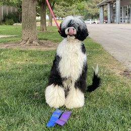 Oopsie - Portuguese Water Dog