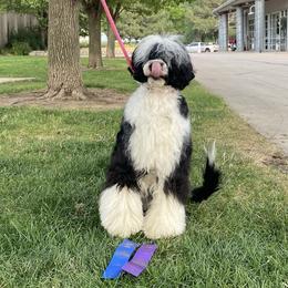 Oopsie - Portuguese Water Dog