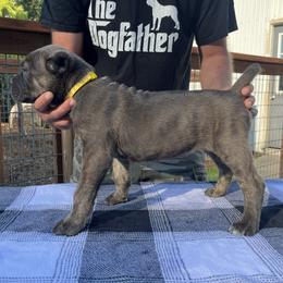 Yellow Collar - Gray brindle female Cane Corso puppy in Beaver Crossing, Nebraska from Blue River Cane Corso