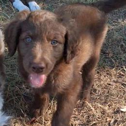 Duke - Brown and white male Aussiedoodle puppy in Grand Saline, Texas from Aussies Acre