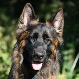 Lily - German Shepherd