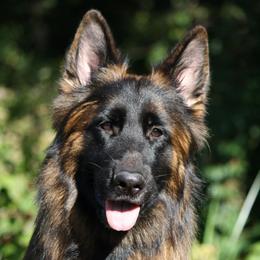 Lily - German Shepherd