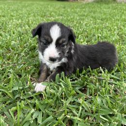 Miniature Australian Shepherd and Toy Australian Shepherd Puppies from Hailey's Miniature Australian Shepherds
