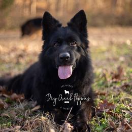 Kimber - German Shepherd