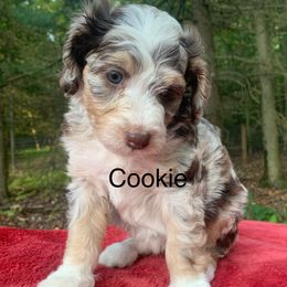 Cookie - Chocolate merle female Bernedoodle puppy in New Ringgold, Pennsylvania from Hawk Mountain Doodles