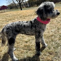 Cockapoo and Golden Mountain Doodle Puppies from Doodles of Joy
