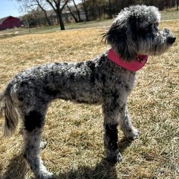 Cockapoo and Golden Mountain Doodle Puppies from Doodles of Joy