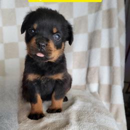 Yellow girl - Black and mahogany female Rottweiler puppy in Custer County, Oklahoma from Rough Creek Kennels