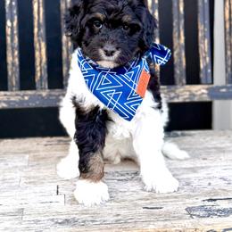 Boy 5 - Tri-color male Bernedoodle puppy in Salt Lake County, Utah from Coco Avenue Pups