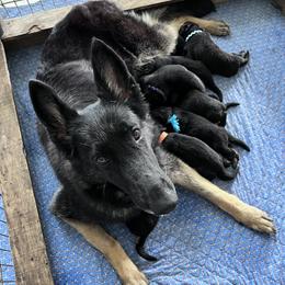 German Shepherd puppies from J-Lyn Shepherds