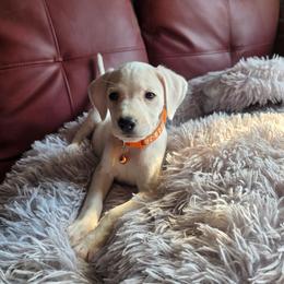 Mare (LUA) - White and lemon female Dalmatian puppy in Salem, Missouri from Paradise Spots Dalmatians