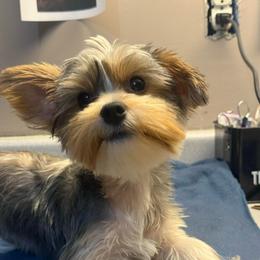 Baby boy - White and tan male Morkie puppy in Florence, Kentucky from 4paws4ever by Design