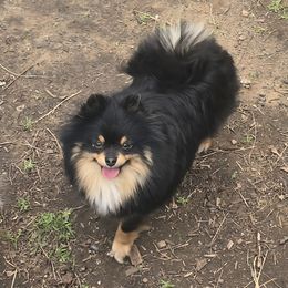 Delilah - Pomeranian