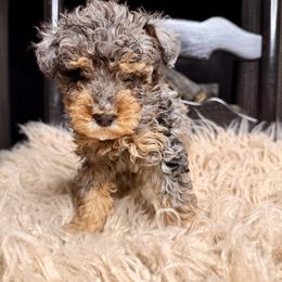 Cobbler - Blue merle male Bernedoodle puppy in Tyner, Kentucky from Good Dog Doodles