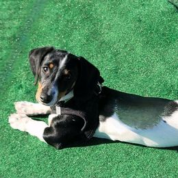Woody - Dachshund
