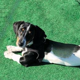 Woody - Dachshund