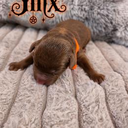 Orange - Chocolate male Labrador Retriever puppy in Bartlett, Tennessee from Red Hearts Labradors