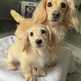 Dachshund Puppies from SWEET HONEY MINI DOXXIES