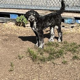Fiona - Sable female Aussiedoodle puppy in Anchorage, Alaska from Covington Acres