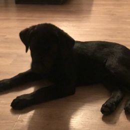 Dilute Retriever and Labrador Retriever Puppies from LC Hunting Labs, LLC.