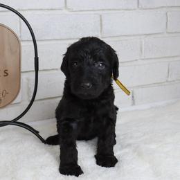 Slinky - Black male Labradoodle puppy in Bryantown, Maryland from Doodles on Duty