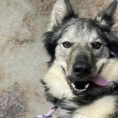 Tamaskans from Warrior Tamaskans