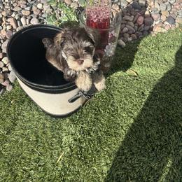 Liverpool(Lime) - Liver male Miniature Schnauzer puppy in Hemet, California from Feshia's Miniature Schnauzers