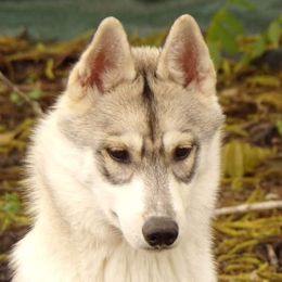 Nina - Siberian Husky