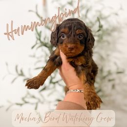 Hummingbird - Chocolate female Cavapoo puppy in Colcord, Oklahoma from Copper Lane Aussies, Doodles & Cavapoos